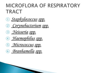 ① Staphylococcus spp.
② Corynebacterium spp.
③ Neisseria spp.
④ Haemophilus spp.
⑤ Micrococcus spp.
⑥ Branhamella spp.
 