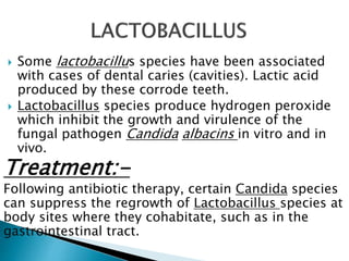  Some lactobacillus species have been associated
with cases of dental caries (cavities). Lactic acid
produced by these corrode teeth.
 Lactobacillus species produce hydrogen peroxide
which inhibit the growth and virulence of the
fungal pathogen Candida albacins in vitro and in
vivo.
Treatment:-
Following antibiotic therapy, certain Candida species
can suppress the regrowth of Lactobacillus species at
body sites where they cohabitate, such as in the
gastrointestinal tract.
 