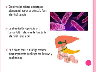 Microflora normal del cuerpo humano