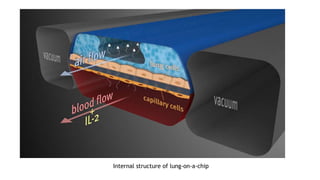 Internal structure of lung-on-a-chip
 