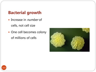 Bacterial growth
 Increase in number of
cells, not cell size
 One cell becomes colony
of millions of cells
103
 