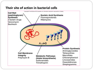 218
Their site of action in bacterial cells
 