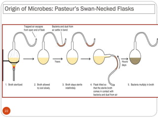 Origin of Microbes: Pasteur’s Swan-Necked Flasks
22
 