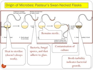 Origin of Microbes: Pasteur’s Swan-Necked Flasks
23
Heat to sterilize
(doesn’t always
work).
Bacteria, fungal
spores, and dust
adhere to glass.
Remains sterile.
Contamination of
culture
Broth turbidity
indicates bacterial
growth.
 