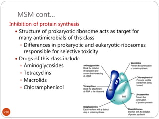 MSM cont…
230
Inhibition of protein synthesis
 Structure of prokaryotic ribosome acts as target for
many antimicrobials of this class
 Differences in prokaryotic and eukaryotic ribosomes
responsible for selective toxicity
 Drugs of this class include
 Aminoglycosides
 Tetracyclins
 Macrolids
 Chloramphenicol
 