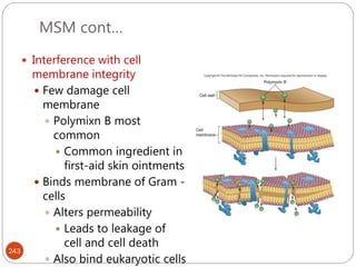 MSM cont…
243
 Interference with cell
membrane integrity
 Few damage cell
membrane
 Polymixn B most
common
 Common ingredient in
first-aid skin ointments
 Binds membrane of Gram -
cells
 Alters permeability
 Leads to leakage of
cell and cell death
 Also bind eukaryotic cells
 