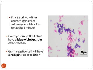 274
 finally stained with a
counter stain called
safranin/carbol-fuschin
for about a minute
 Gram positive cell will then
have a blue-violet/purple
color reaction
 Gram negative cell will have
a red/pink color reaction
 