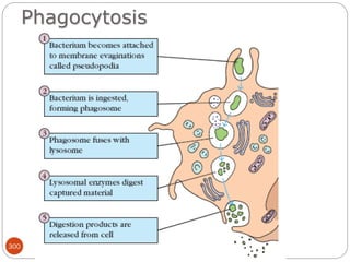 300
Phagocytosis
 