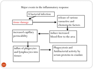 303
A bacterial infection
tissue damage
release of various
vasoactive and
chemotactic factors
induce increased
blood flow to the area
increased capillary
permeability
influx of phagocytes
and lymphocytes into
tissues
Phagocytosis and
Antibacterial activity by
serum proteins in exudate
Major events in the inflammatory response
 