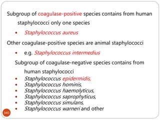 340
Subgroup of coagulase-positive species contains from human
staphylococci only one species
 Staphylococcus aureus
Other coagulase-positive species are animal staphylococci
 e.g. Staphylococcus intermedius
Subgroup of coagulase-negative species contains from
human staphylococci
 Staphylococcus epidermidis,
 Staphylococcus hominis,
 Staphylococcus haemolyticus,
 Staphylococcus saprophyticus,
 Staphylococcus simulans,
 Staphylococcus warneri and other
 