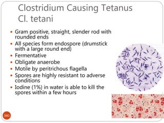 Clostridium Causing Tetanus
Cl. tetani
380
 Gram positive, straight, slender rod with
rounded ends
 All species form endospore (drumstick
with a large round end)
 Fermentative
 Obligate anaerobe
 Motile by peritrichous flagella
 Spores are highly resistant to adverse
conditions
 Iodine (1%) in water is able to kill the
spores within a few hours
 