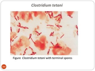 386
Figure Clostridium tetani with terminal spores
Clostridium tetani
 