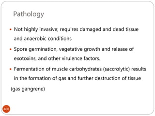 Pathology
400
 Not highly invasive; requires damaged and dead tissue
and anaerobic conditions
 Spore germination, vegetative growth and release of
exotoxins, and other virulence factors.
 Fermentation of muscle carbohydrates (saccrolytic) results
in the formation of gas and further destruction of tissue
(gas gangrene)
 