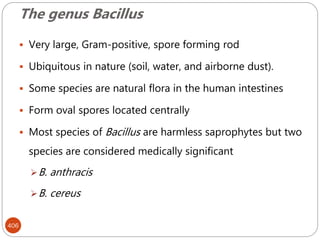 The genus Bacillus
406
 Very large, Gram-positive, spore forming rod
 Ubiquitous in nature (soil, water, and airborne dust).
 Some species are natural flora in the human intestines
 Form oval spores located centrally
 Most species of Bacillus are harmless saprophytes but two
species are considered medically significant
B. anthracis
B. cereus
 