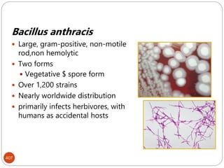407
Bacillus anthracis
 Large, gram-positive, non-motile
rod,non hemolytic
 Two forms
 Vegetative $ spore form
 Over 1,200 strains
 Nearly worldwide distribution
 primarily infects herbivores, with
humans as accidental hosts
 