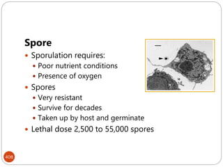 408
Spore
 Sporulation requires:
 Poor nutrient conditions
 Presence of oxygen
 Spores
 Very resistant
 Survive for decades
 Taken up by host and germinate
 Lethal dose 2,500 to 55,000 spores
 