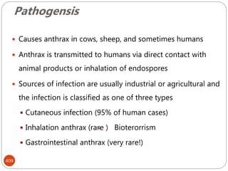 Pathogensis
409
 Causes anthrax in cows, sheep, and sometimes humans
 Anthrax is transmitted to humans via direct contact with
animal products or inhalation of endospores
 Sources of infection are usually industrial or agricultural and
the infection is classified as one of three types
 Cutaneous infection (95% of human cases)
 Inhalation anthrax (rare ) Bioterorrism
 Gastrointestinal anthrax (very rare!)
 