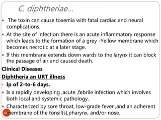 C. diphtheriae…
419
 The toxin can cause toxemia with fatal cardiac and neural
complications.
 At the site of infection there is an acute inflammatory response
which leads to the formation of a grey -Yellow membrane which
becomes necrotic at a later stage.
 If this membrane extends down wards to the larynx it can block
the passage of air and caused death.
Clinical Diseases
Diphtheria an URT illness
• Ip of 2-to-6 days.
 Is a rapidly developing ,acute ,febrile infection which involves
both local and systemic pathology.
 Characterized by sore throat, low-grade fever ,and an adherent
membrane of the tonsil(s),pharynx, and/or nose.
 