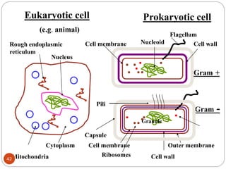 Eukaryotic cell Prokaryotic cell
Gram +
Gram -
Cell wall
Cell membrane Outer membrane
Ribosomes
Rough endoplasmic
reticulum
Mitochondria
Granule
(e.g. animal)
Cell wall
Nucleoid
Nucleus
Cell membrane
Capsule
Cytoplasm
Flagellum
Pili
42
 