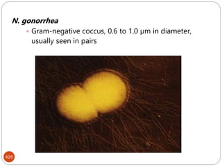 426
N. gonorrhea
 Gram-negative coccus, 0.6 to 1.0 µm in diameter,
usually seen in pairs
 
