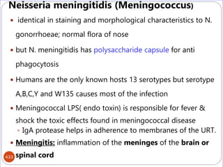 433
Neisseria meningitidis (Meningococcus)
 identical in staining and morphological characteristics to N.
gonorrhoeae; normal flora of nose
 but N. meningitidis has polysaccharide capsule for anti
phagocytosis
 Humans are the only known hosts 13 serotypes but serotype
A,B,C,Y and W135 causes most of the infection
 Meningococcal LPS( endo toxin) is responsible for fever &
shock the toxic effects found in meningococcal disease
 IgA protease helps in adherence to membranes of the URT.
 Meningitis: inflammation of the meninges of the brain or
spinal cord
 