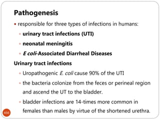 456
Pathogenesis
 responsible for three types of infections in humans:
 urinary tract infections (UTI)
 neonatal meningitis
 E coli-Associated Diarrheal Diseases
Urinary tract infections
 Uropathogenic E. coli cause 90% of the UTI
 the bacteria colonize from the feces or perineal region
and ascend the UT to the bladder.
 bladder infections are 14-times more common in
females than males by virtue of the shortened urethra.
 