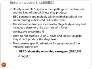 Entero invasive E. coli(EIEC)
460
 closely resemble Shigella in their pathogenic mechanisms
and the kind of clinical illness they produce.
 EIEC penetrate and multiply within epithelial cells of the
colon causing widespread cell destruction.
 The clinical syndrome is identical to Shigella dysentery and
includes a dysentery like diarrhea with fever.
 are invasive organisms ??
 They do not produce LT or ST toxin and, unlike Shigella,
they do not produce the shiga toxin.
 They possess specific adhesions for penetration of the
intestinal epithelium
 READ about the remaining serotypes (EHEC,EPE
&EAggEC
 