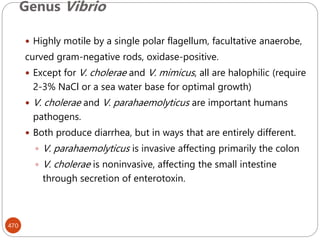 Genus Vibrio
470
 Highly motile by a single polar flagellum, facultative anaerobe,
curved gram-negative rods, oxidase-positive.
 Except for V. cholerae and V. mimicus, all are halophilic (require
2-3% NaCl or a sea water base for optimal growth)
 V. cholerae and V. parahaemolyticus are important humans
pathogens.
 Both produce diarrhea, but in ways that are entirely different.
 V. parahaemolyticus is invasive affecting primarily the colon
 V. cholerae is noninvasive, affecting the small intestine
through secretion of enterotoxin.
 