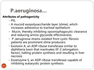 P.aeruginosa…
477
Attributes of pathogenicity
 Pili,
 A mucoid exopolysaccharide layer (slime), which
increases adherence to tracheal epithelium
 Mucin, thereby inhibiting opsonophagocytic clearance
and reducing amino glycoside effectiveness;
 P .aeruginosa strains isolated from cystic fibrosis
patients are prominent slime producers
 Exotoxin A, an ADP-ribose transferase similar to
diphtheria toxin that inactivates EF-2 (elongation
factor), halting protein synthesis and resulting in liver
necrosis
 Exoenzyme S, an ADP-ribose transferase capable of
inhibiting eukaryotic protein synthesis
 