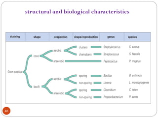 48
How the structural and biological characteristics of
bacteria can be used in classification, taking Gram-positive bacteria as an
example.
 