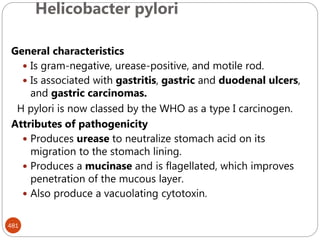 Helicobacter pylori
481
General characteristics
 Is gram-negative, urease-positive, and motile rod.
 Is associated with gastritis, gastric and duodenal ulcers,
and gastric carcinomas.
H pylori is now classed by the WHO as a type I carcinogen.
Attributes of pathogenicity
 Produces urease to neutralize stomach acid on its
migration to the stomach lining.
 Produces a mucinase and is flagellated, which improves
penetration of the mucous layer.
 Also produce a vacuolating cytotoxin.
 