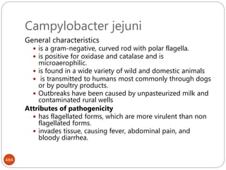 Campylobacter jejuni
484
General characteristics
 is a gram-negative, curved rod with polar flagella.
 is positive for oxidase and catalase and is
microaerophilic.
 is found in a wide variety of wild and domestic animals
 is transmitted to humans most commonly through dogs
or by poultry products.
 Outbreaks have been caused by unpasteurized milk and
contaminated rural wells
Attributes of pathogenicity
 has flagellated forms, which are more virulent than non
flagellated forms.
 invades tissue, causing fever, abdominal pain, and
bloody diarrhea.
 