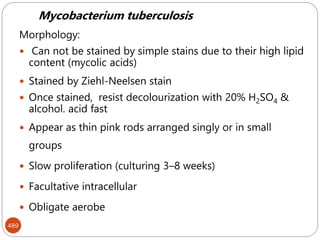 489
Mycobacterium tuberculosis
Morphology:
 Can not be stained by simple stains due to their high lipid
content (mycolic acids)
 Stained by Ziehl-Neelsen stain
 Once stained, resist decolourization with 20% H2SO4 &
alcohol. acid fast
 Appear as thin pink rods arranged singly or in small
groups
 Slow proliferation (culturing 3–8 weeks)
 Facultative intracellular
 Obligate aerobe
 