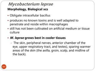 Mycobacterium leprae
497
Morphology, Biological xcs
 Obligate intracellular bacillus
 produces no known toxins and is well adapted to
penetrate and reside within macrophages
 still has not been cultivated on artificial medium or tissue
culture
 M. leprae grows best in cooler tissues
 The skin, peripheral nerves, anterior chamber of the
eye, upper respiratory tract, and testes), sparing warmer
areas of the skin (the axilla, groin, scalp, and midline of
the back).
 