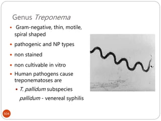 Genus Treponema
504
 Gram-negative, thin, motile,
spiral shaped
 pathogenic and NP types
 non stained
 non cultivable in vitro
 Human pathogens cause
treponematoses are
 T. pallidum subspecies
pallidum - venereal syphilis
 