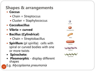 Shapes & arrangements
52
 Coccus
 Chain = Streptoccus
 Cluster = Staphylococcus
 Coccobacillus
 Vibrio = curved
 Bacillus (Cylindrical)
 Chain = Streptobacillus
 Spirillum (pl spirilla): cells with
spiral or curved bodies with one
or more twists
 Spirochete:
 Pleomorphic - display different
shapes
E.g. Mycoplasma pneumonia
 