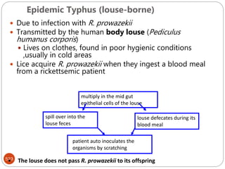Epidemic Typhus (louse-borne)
523
 Due to infection with R. prowazekii
 Transmitted by the human body louse (Pediculus
humanus corporis)
 Lives on clothes, found in poor hygienic conditions
,usually in cold areas
 Lice acquire R. prowazekii when they ingest a blood meal
from a rickettsemic patient
multiply in the mid gut
epithelial cells of the louse
spill over into the
louse feces
patient auto inoculates the
organisms by scratching
louse defecates during its
blood meal
• The louse does not pass R. prowazekii to its offspring
 