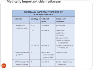 Medically important chlamydiaceae
526
 