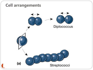 Cell arrangements
53
 