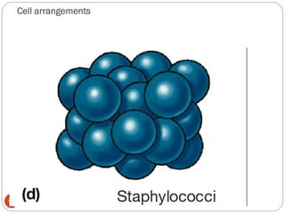 Cell arrangements
54
 