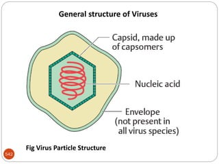 542
General structure of Viruses
Fig Virus Particle Structure
 