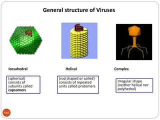546
General structure of Viruses
Icosahedral Helical Complex
(spherical)
consists of
subunits called
capsomers
(rod shaped or coiled)
consists of repeated
units called protomers
Irregular shape
(neither helical nor
polyhedral)
 