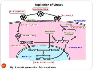 553
Fig. Schematic presentation of virus replication
Replication of Viruses
 