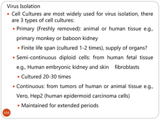 558
Virus Isolation
 Cell Cultures are most widely used for virus isolation, there
are 3 types of cell cultures:
 Primary (Freshly removed): animal or human tissue e.g.,
primary monkey or baboon kidney
 Finite life span (cultured 1-2 times), supply of organs?
 Semi-continuous diploid cells: from human fetal tissue
e.g., Human embryonic kidney and skin fibroblasts
 Cultured 20-30 times
 Continuous: from tumors of human or animal tissue e.g.,
Vero, Hep2 (human epidermoid carcinoma cells)
 Maintained for extended periods
 