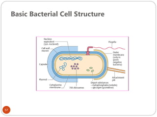 Basic Bacterial Cell Structure
57
 