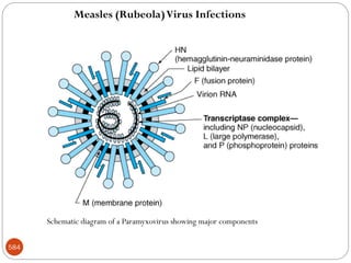 584
Schematic diagram of a Paramyxovirus showing major components
Measles (Rubeola)Virus Infections
 