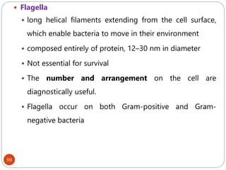 59
 Flagella
 long helical filaments extending from the cell surface,
which enable bacteria to move in their environment
 composed entirely of protein, 12–30 nm in diameter
 Not essential for survival
 The number and arrangement on the cell are
diagnostically useful.
 Flagella occur on both Gram-positive and Gram-
negative bacteria
 