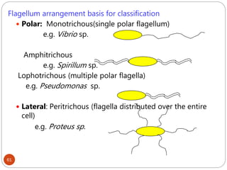 61
Flagellum arrangement basis for classification
 Polar: Monotrichous(single polar flagellum)
e.g. Vibrio sp.
Amphitrichous
e.g. Spirillum sp.
Lophotrichous (multiple polar flagella)
e.g. Pseudomonas sp.
 Lateral: Peritrichous (flagella distributed over the entire
cell)
e.g. Proteus sp.
 