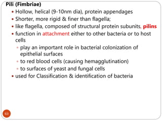 63
Pili (Fimbriae)
 Hollow, helical (9-10nm dia), protein appendages
 Shorter, more rigid & finer than flagella;
 like flagella, composed of structural protein subunits, pilins
 function in attachment either to other bacteria or to host
cells
 play an important role in bacterial colonization of
epithelial surfaces
 to red blood cells (causing hemagglutination)
 to surfaces of yeast and fungal cells
 used for Classification & identification of bacteria
 