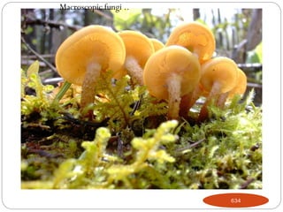 634
Macroscopic fungi ..
 